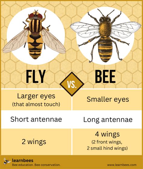 What Are Flies That Look Like Bees? - LearnBees