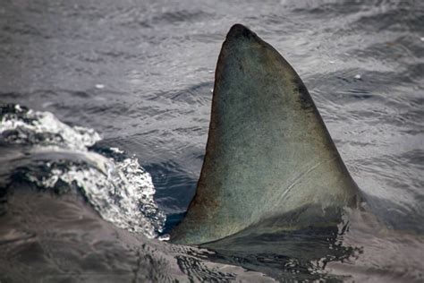 Un Surfeur Meurt Apr S Une Attaque De Requin La R Union L Avenir