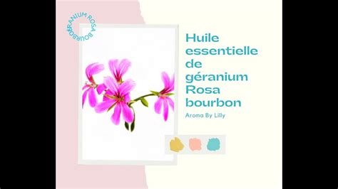 L Huile Essentielle De Geranium Rosat Bourbon YouTube