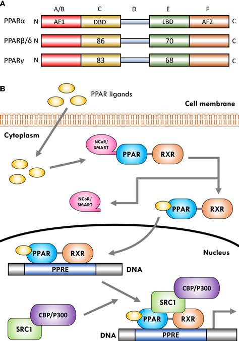 Frontiers The Role Of Peroxisome Proliferator Activated Receptors In