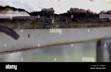 Rusted Roof Of A Toyota Land Cruiser Stock Video Footage Alamy