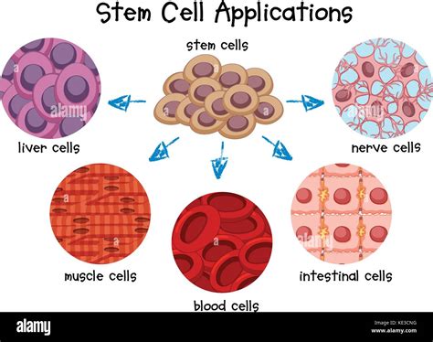 Muscle Stem Cell Stock Vector Images Alamy