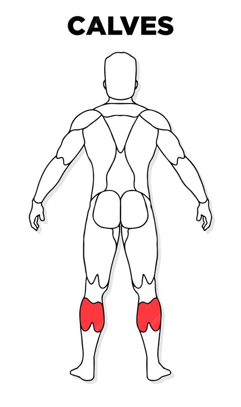 Premium Vector | Human calves muscle male anatomy model vector perfect ...