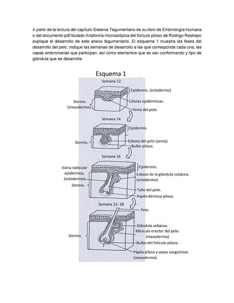 El Pelo Fol Culos Pilosos A Partir De La Lectura Del Cap Tulo