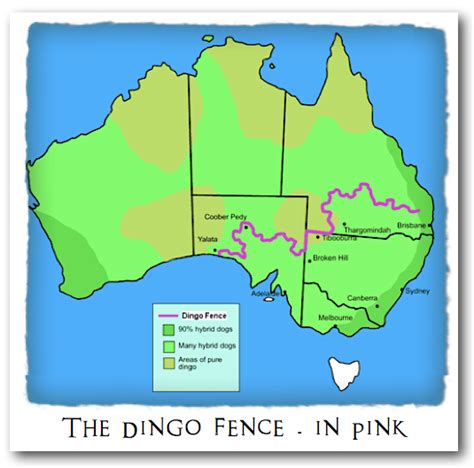 Where Do Dingoes Live In Australia Map