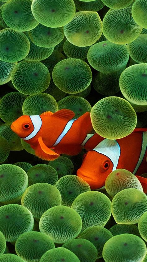 Fish Wallpaper And Screensavers 58 Images