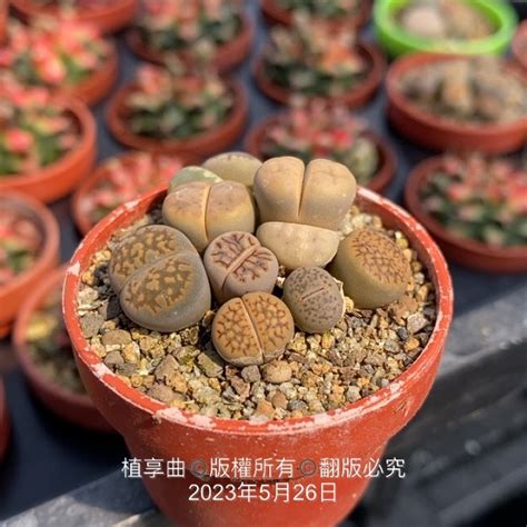 植享曲 多肉植物 一吋盆綜合石頭玉 蝦皮購物