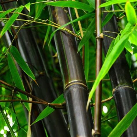 Black Bamboo For Sale | The Tree Center™