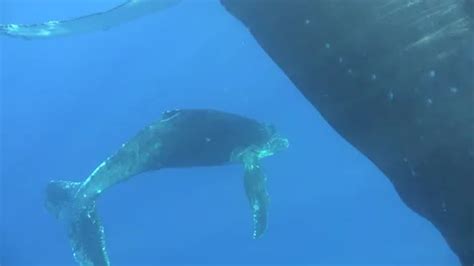 Close Up Humpback Whale Mother And Calf Stock Video Pond5