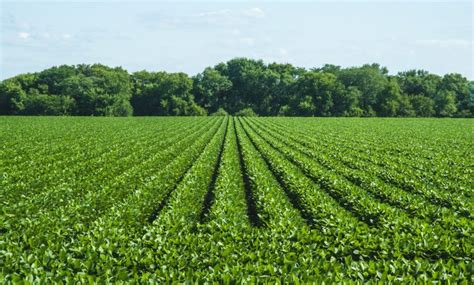 Cultivation Of Soybean In India Complete Information