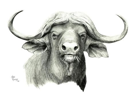 Cape Buffalo by Mary Rogers | African buffalo, Buffalo tattoo, Buffalo