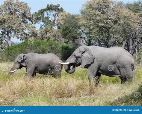 Majestic African Elephants In A Tranquil Grassland Surrounded By A Lush