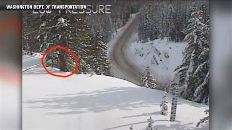 Department Of Transportation Possibly Captures Bigfoot On Camera In