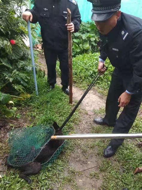 我校持续开展流浪犬整治行动 广东外语外贸大学保卫部（武装部）