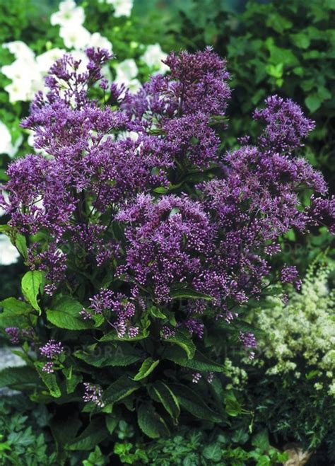 Eupatorium Purpureum Phantom Sadziec Purpurowy Byliny Pozosta E