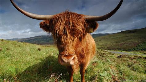 [100+] Highland Cow Wallpapers | Wallpapers.com