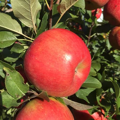 2015 Apple Maturity Report Umass Center For Agriculture Food And The