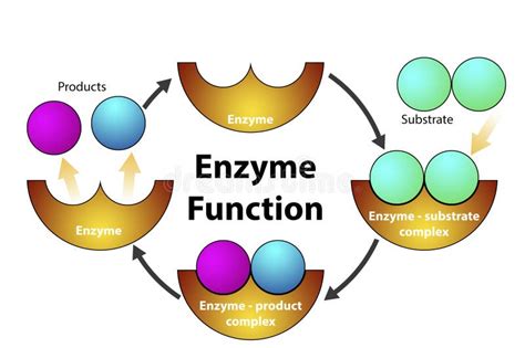 Enzyme Substrate Complex Labeled