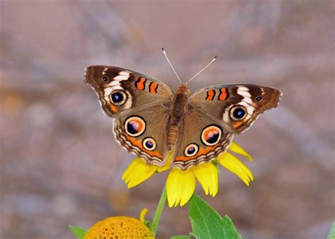 Mariposa Insecto Alas Foto Gratis En Pixabay