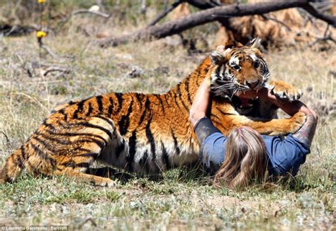 Dramatic pictures show the moment a father-of-two is mauled in horrific tiger 'attack' (but don ...