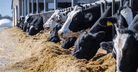 Tambos La Producci N De Leche En Argentina Muestra Signos De