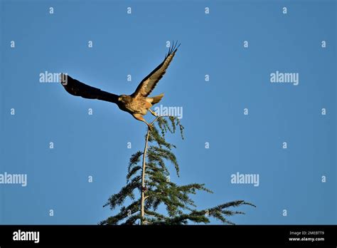 Cheel bird hi-res stock photography and images - Alamy