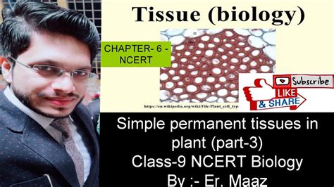 Simple Permanent Tissues Chapter 6 Tissues Biology Class 9 NCERT By