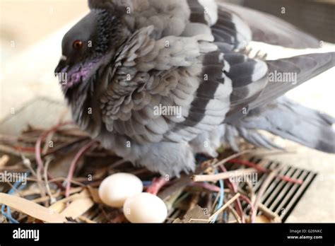 Pigeon Hatching Eggs Stock Photo Alamy