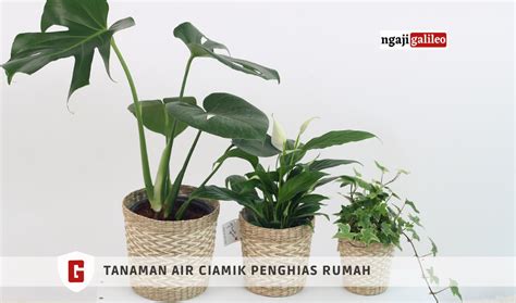 5 Jenis Tanaman Air Penghias Ruangan Dan Cara Merawatnya Ngaji Galileo