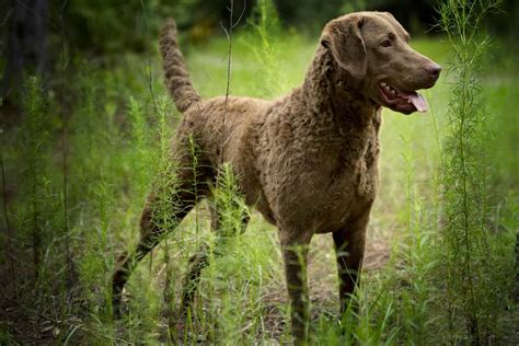 Chesapeake Bay Retriever Colors: Rarest to Most Common - A-Z Animals