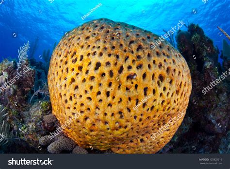 Strangelooking Sponge Grows On Coral Reef Stock Photo 125825216