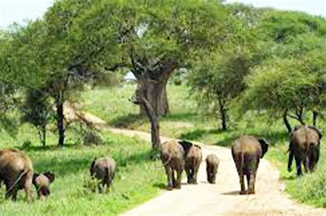 5 DAY SERENGETI NGORONGORO Image Africa Safari