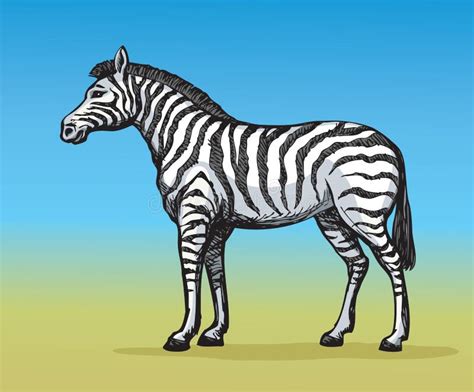 Zebra Vector Drawing Stock Vector Illustration Of Nature 137314018