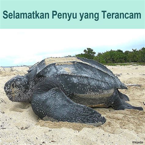 Selamatkan Penyu Yang Terancam Persatuan Pengguna Penang