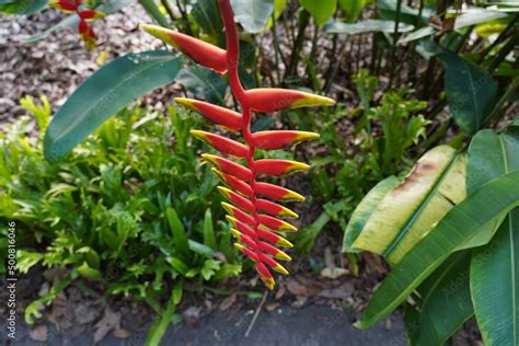 Heliconia Rostrata Parrots Beak Heliconia Psittacorum Stock Photo