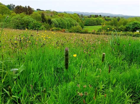 Late Spring Meadow In Fife Scotland Scotpick Flickr