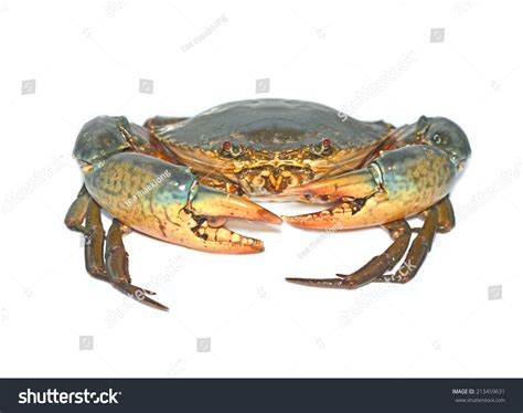 Serrated Mud Crab Serrated Mud Crab Stock Photo 213459631 Shutterstock