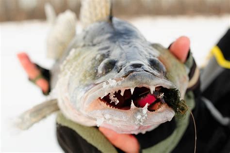 Best Bait For Walleye And How To Use It