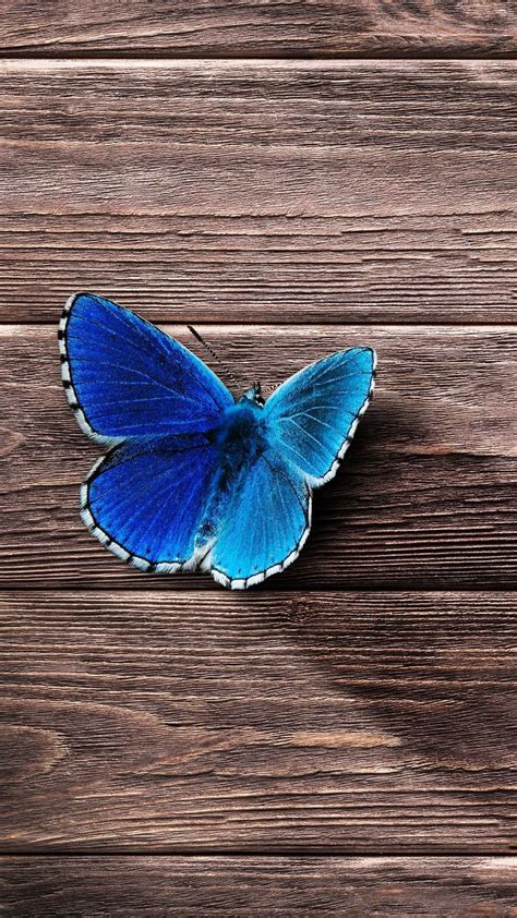 Butterfly Iphone Wallpapers Wallpaper Cave