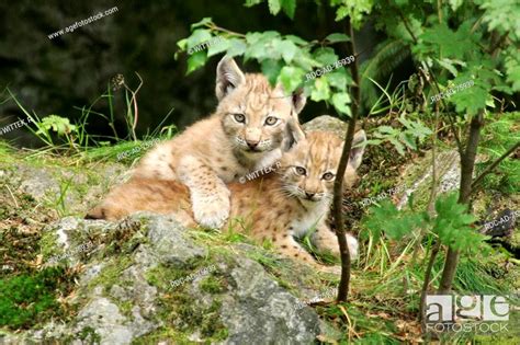 European Lynx cubs Lynx lynx cub, Stock Photo, Picture And Rights ...