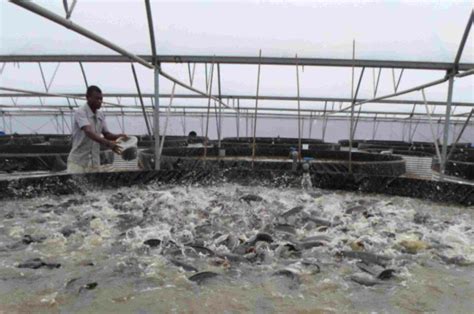 The Different Types Of Fish Farming In Nigeria CM Farm Tech