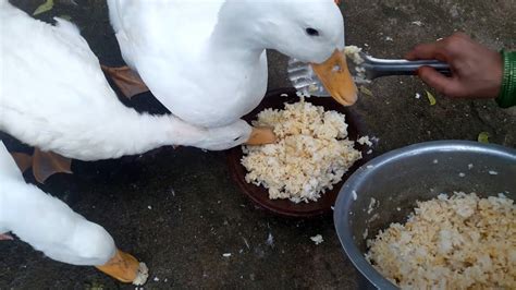 Can Ducks Eat Cooked Rice Duck Feed Pets Food And Care Youtube