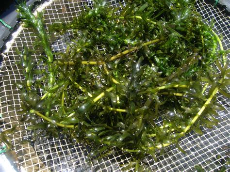 Egeria densa Profile – California Invasive Plant Council