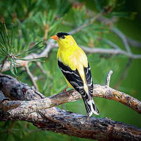 Male American Goldfinch Photograph by Fred J Lord