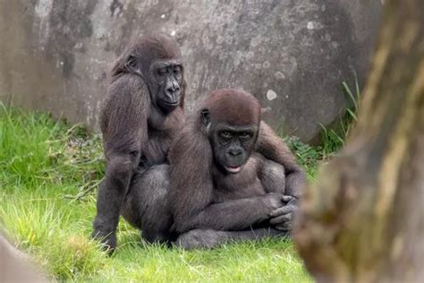 Cheeky Male Gorillas Caught Getting Frisky By Shocked Photographer At