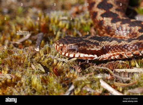 European Adder Vipera Berus Adult Snake Close Up Of Head Dorset