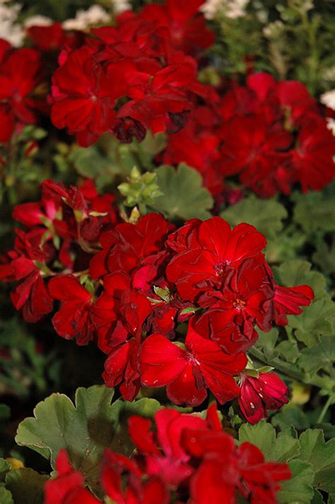 Dandy Deep Red Geranium Pelargonium Dandy Deep Red In Detroit Ann