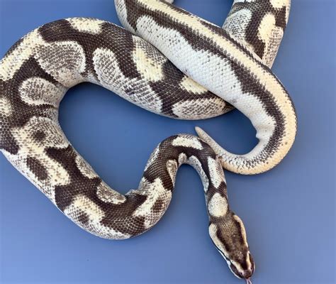 Enchi Od Fire Het Hypo Pos Yb Ball Python By Trigg Reptiles Morphmarket