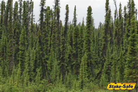 Alaska Trees The Most Common Tree Species Found In Alaska