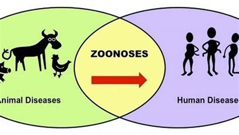 Zoonotic Diseases Definition And Common Zoonotic Diseases In Humans